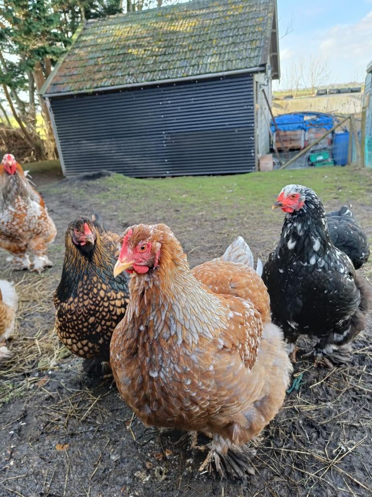Broedeieren Brahma mix gezoomd, blauwporselein, gepareld, Dieren en Toebehoren, Pluimvee, Geslacht onbekend, Kip