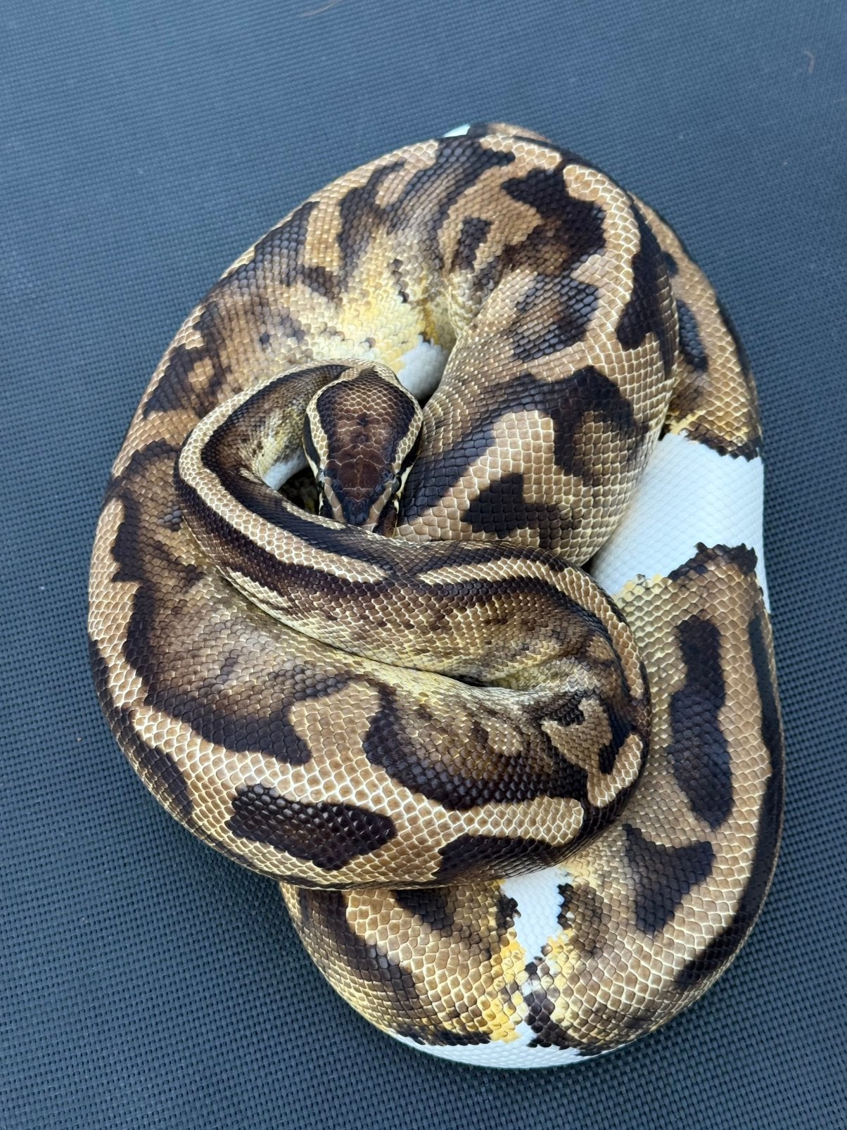 Pastel pied het vpi axanthic, Dieren en Toebehoren, Slang, 3 tot 6 jaar