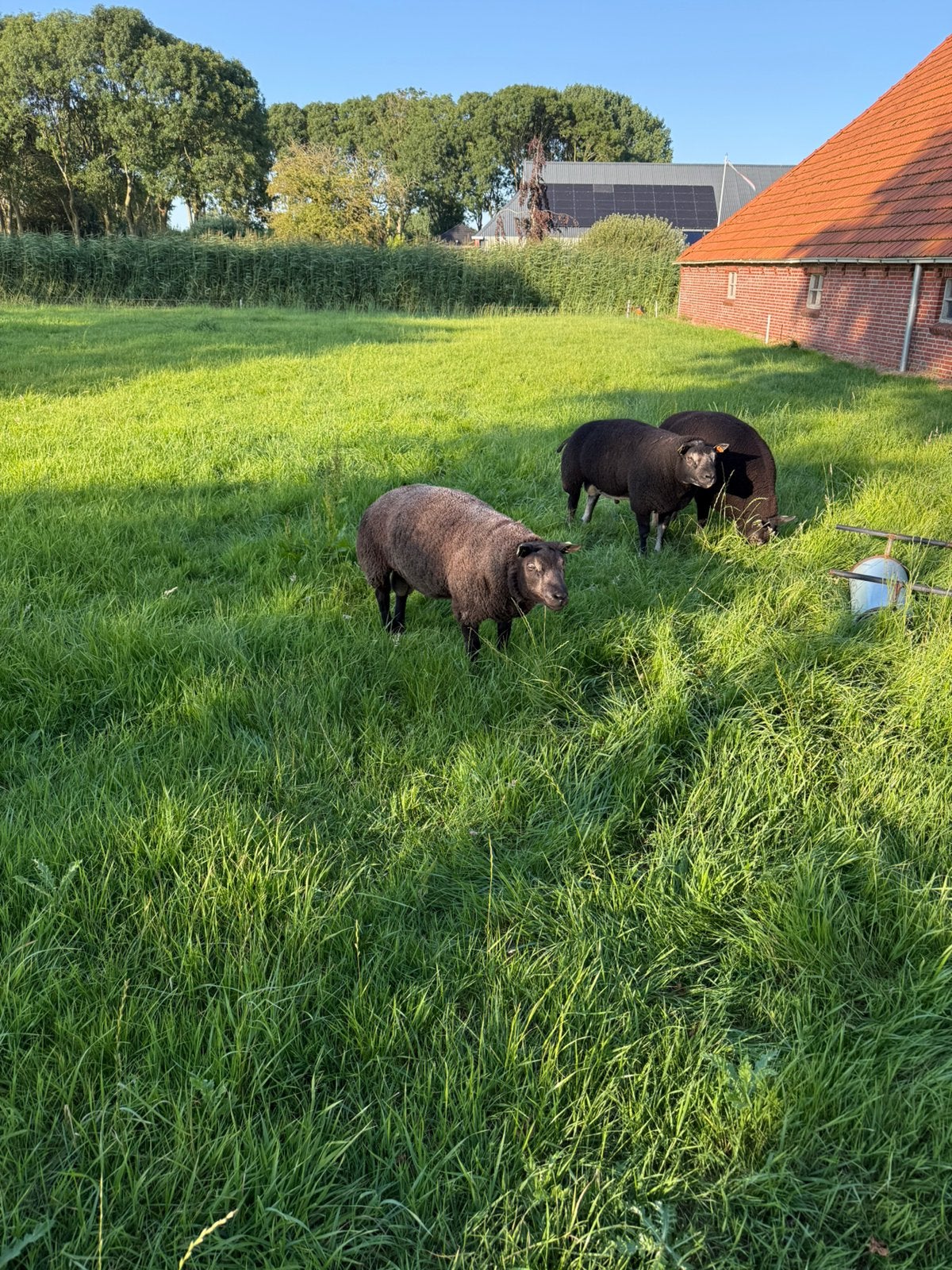 1,5 jarige blauwe texelaar ram, Mannelijk, Schaap, 0 tot 2 jaar