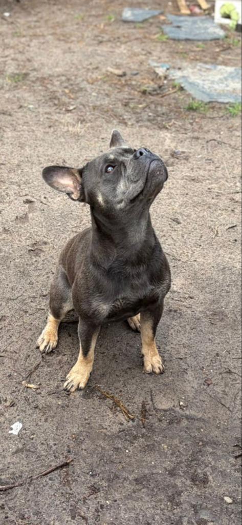 Reu 14 maanden, Parvo, Reu, 1 tot 2 jaar, Bulldog