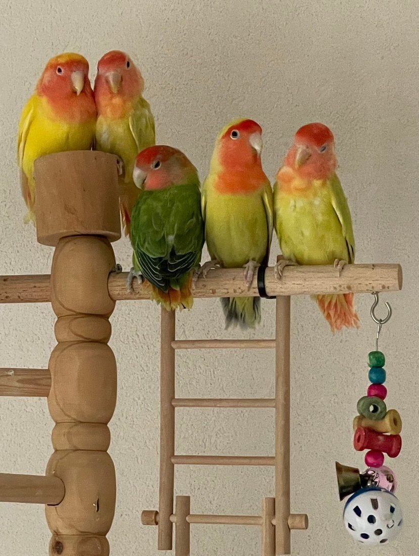 Prachtige en Lieve Agapornis Dwergpapegaai Lovebird Handtam, Meerdere dieren, Dwergpapegaai of Agapornis, Tam