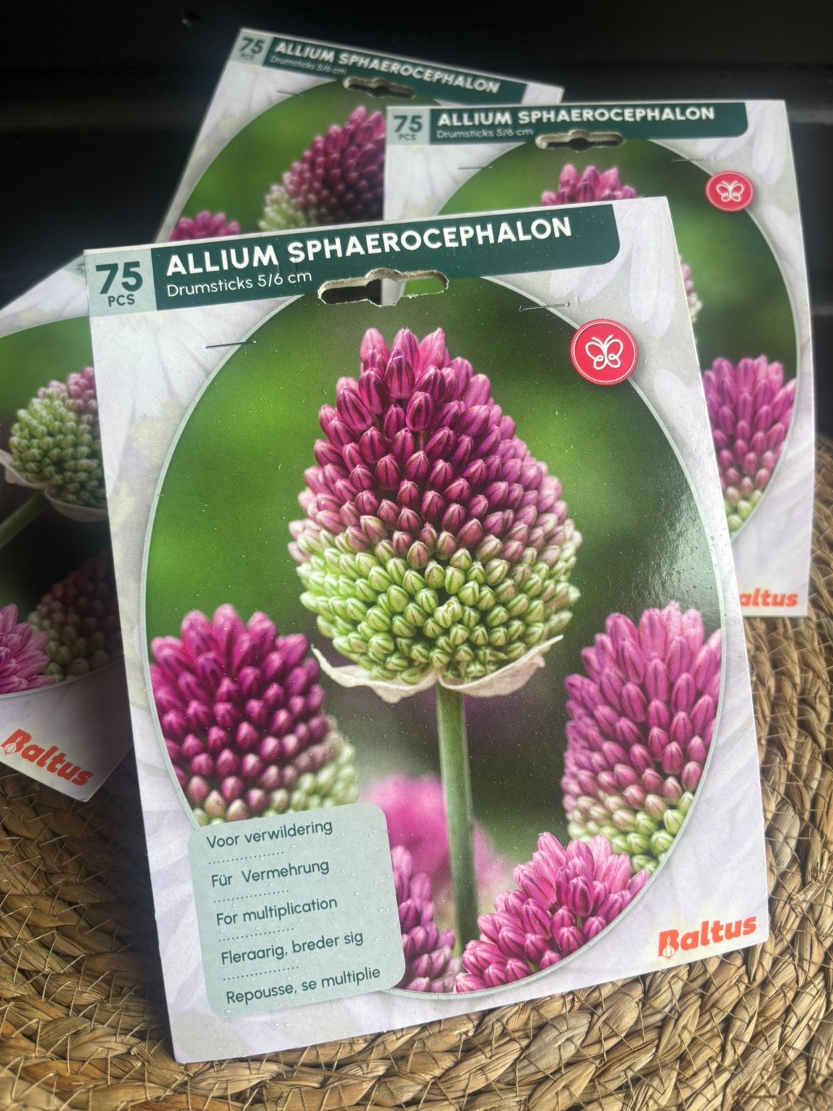 Allium bollen, Ophalen of Verzenden, Halfschaduw