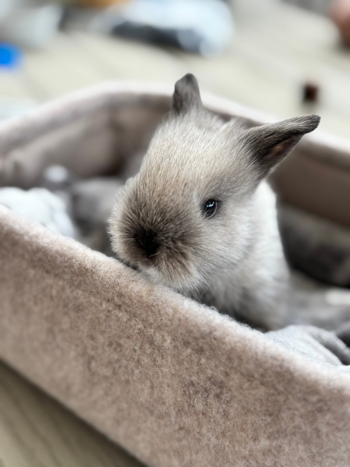 Baby konijntjes, Juni, Meerdere dieren, Overige typen, Tam