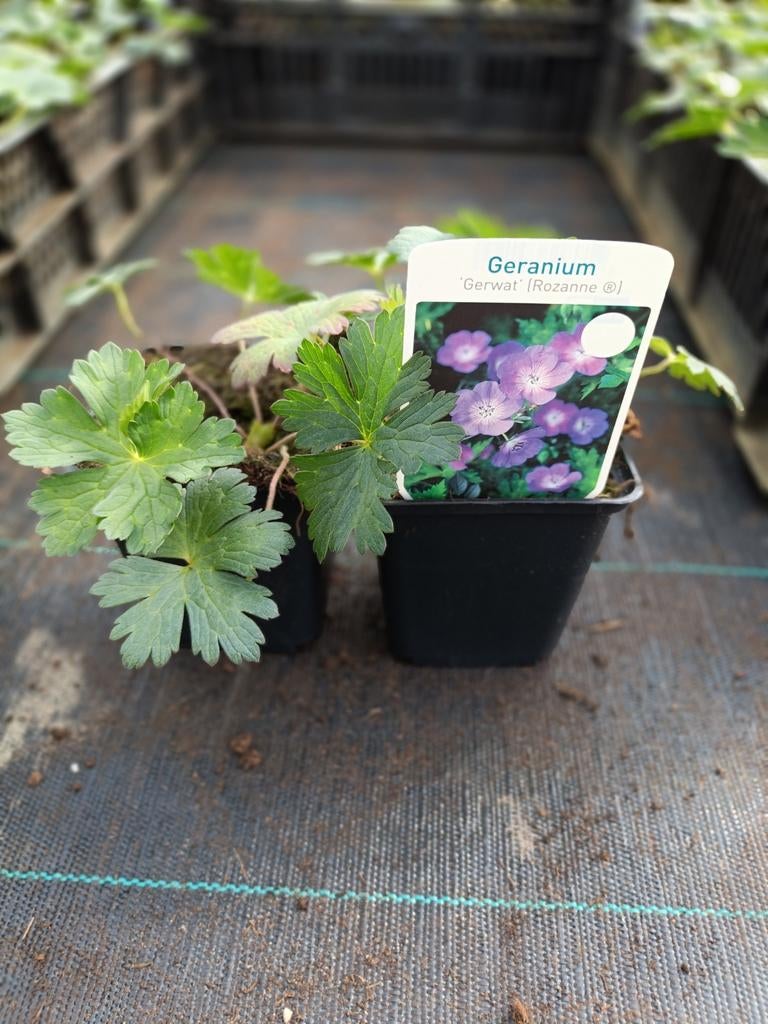 Geranium rozanne P9, Tuin en Terras, Planten | Tuinplanten, Ophalen, Vaste plant, Bodembedekkers, Volle zon