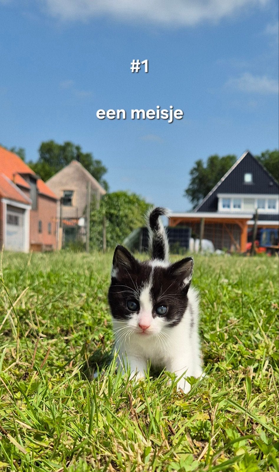 Super lieve kittens zoeken een fijn thuis, Dieren en Toebehoren, Katten en Kittens | Overige Katten, Meerdere dieren