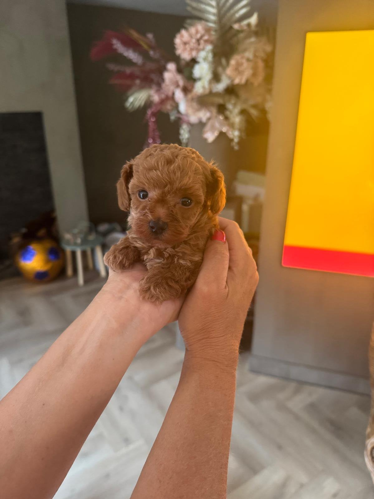 Toypoedel toy poedel, Poedel, Reu, 8 tot 15 weken, Parvo