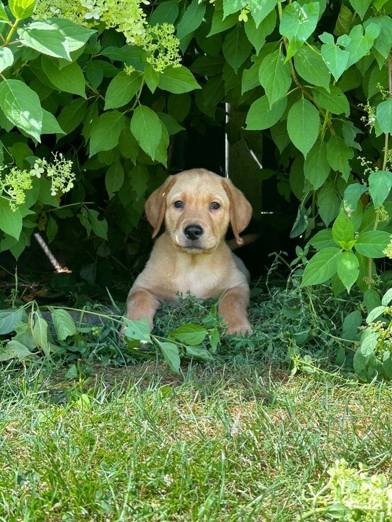 Super lieve, mooie Labrador puppy’s te koop, 8 tot 15 weken, Labrador retriever, Meerdere, Meerdere dieren