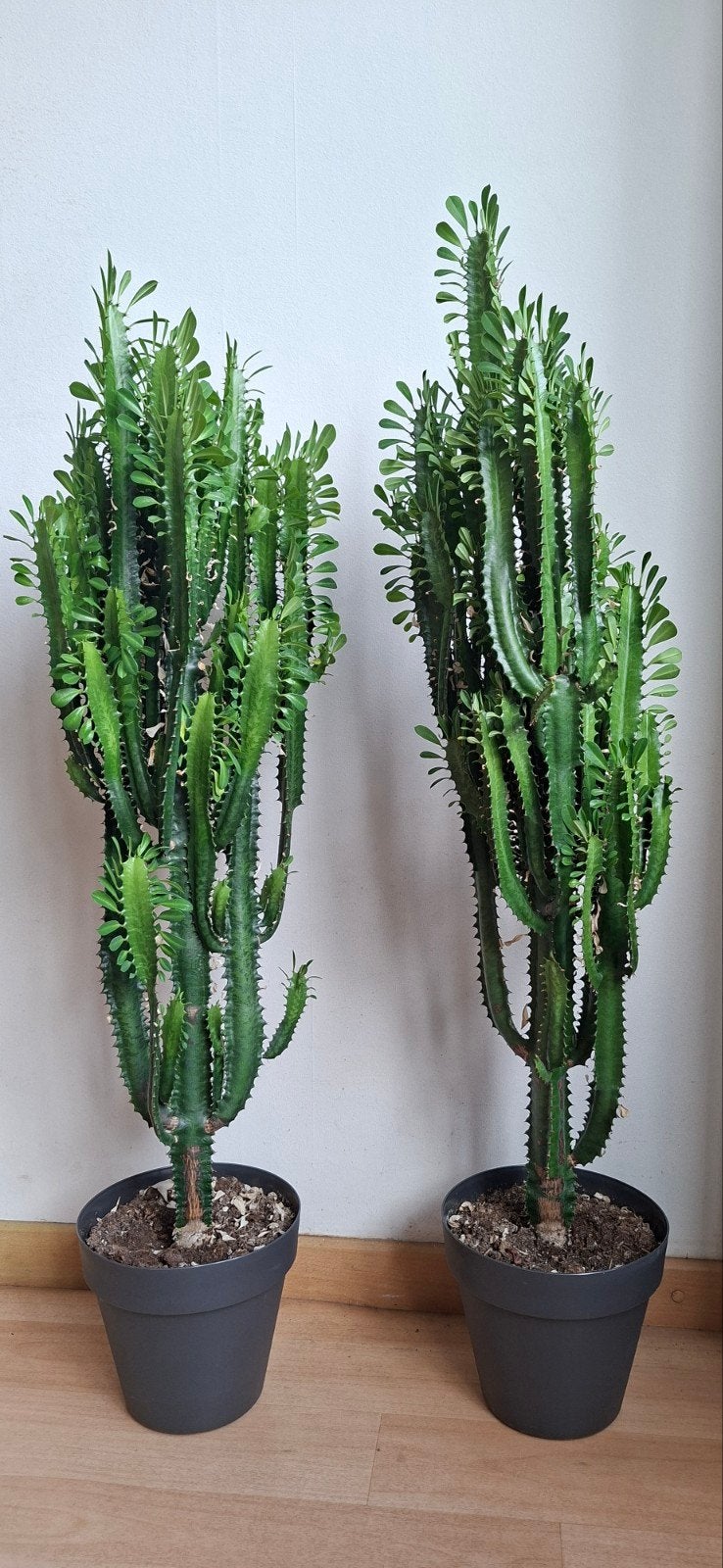 Grote Euphorbia Trigona (Afrikaanse Melkboom) 2 stuks, Volle zon, Vaste plant, Bloeit niet, Ophalen