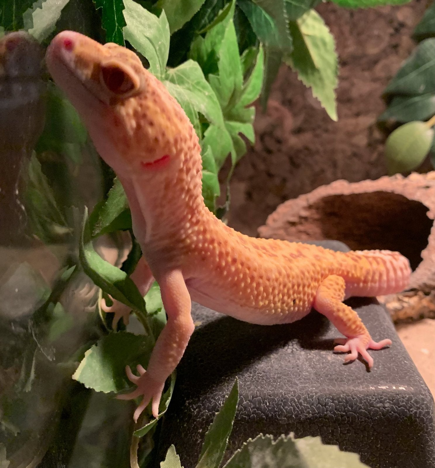 Luipaard gekko / Leopard gecko Tremper Albino Het Eclipse Leopard Gecko photo 2