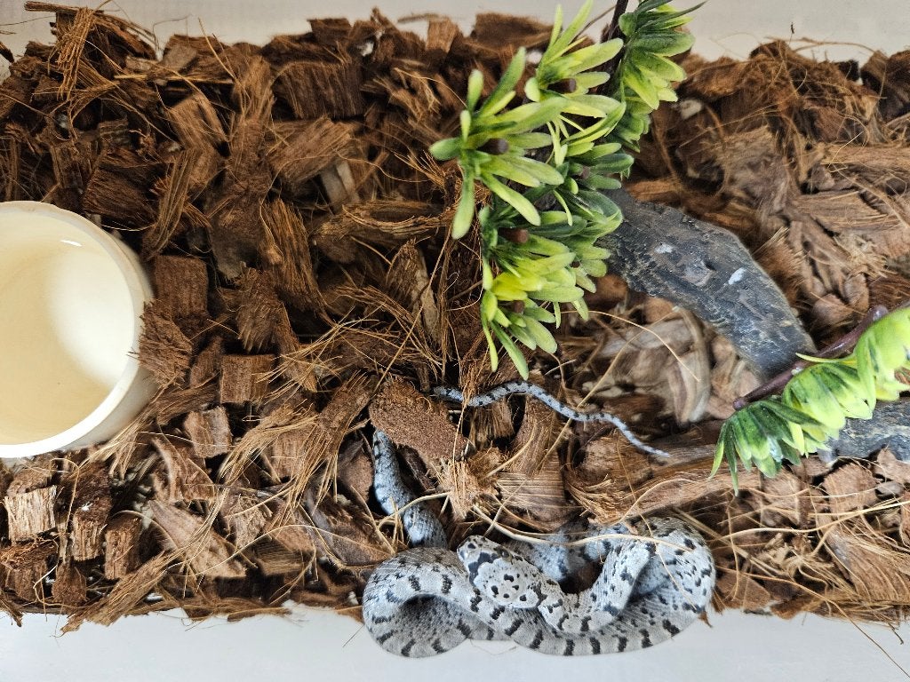 Pantherophis bairdi Bairdi rattenslang Rat Snake - female for sale from TerShop