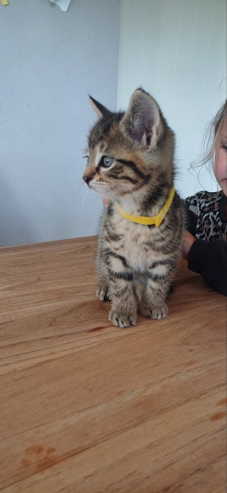 Knap katertje... kittens, Dieren en Toebehoren, Meerdere dieren