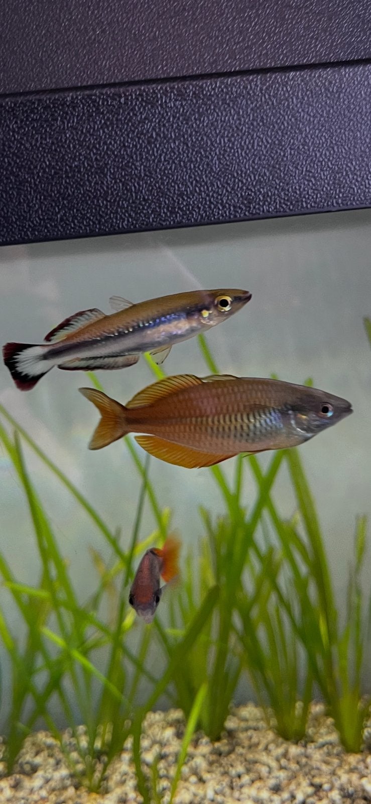 6 tropische aquarium vissen regenboogvis, Dieren en Toebehoren, Vis
