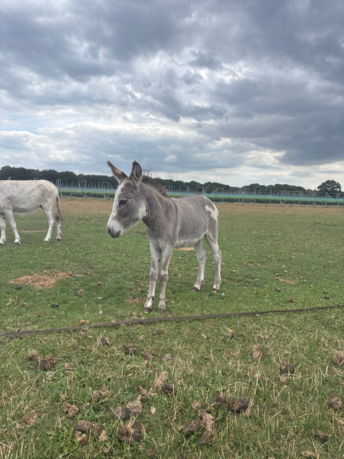 Ezel hengst, Dieren en Toebehoren, Augustus, Mannelijk