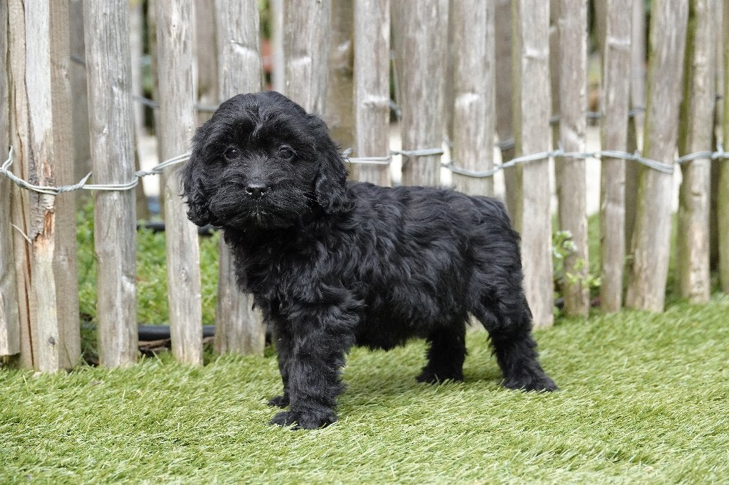 Cockapoo pups, geteste ouders, Parvo, België, 15 weken tot 1 jaar, Overige rassen
