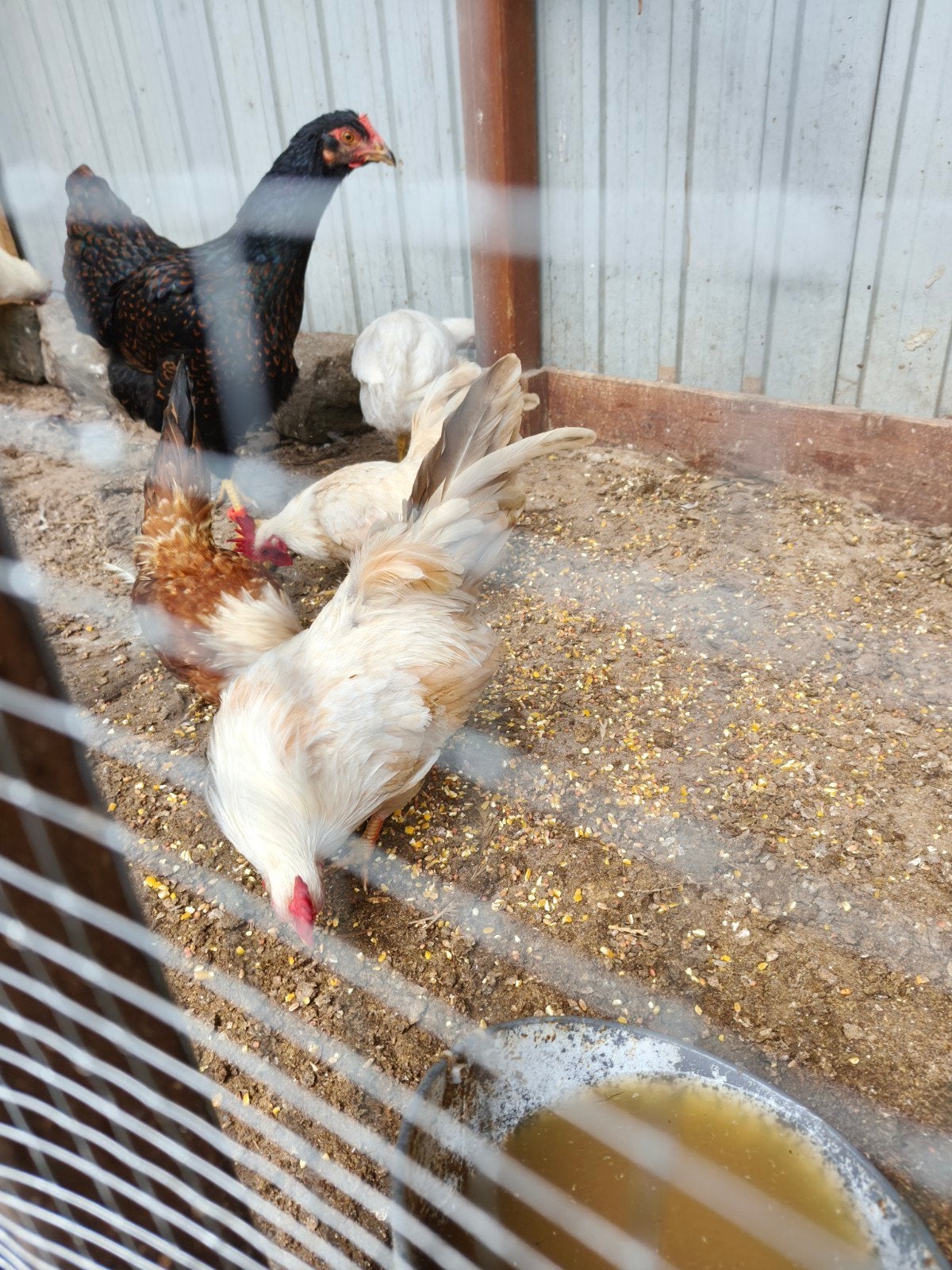Seram haantjes te koop 2 stuks en 2 hennetjes gezocht, Dieren en Toebehoren, Mannelijk, Kip