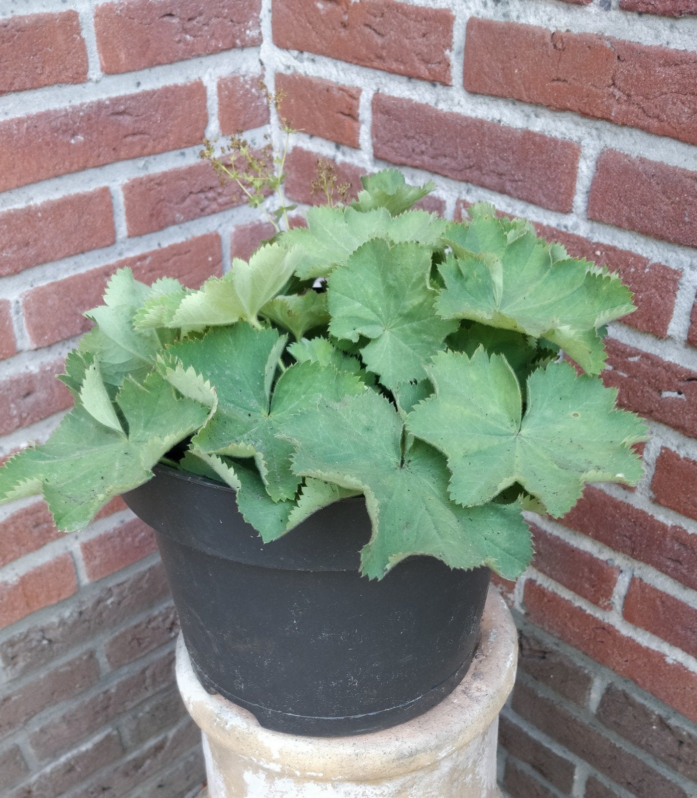 vrouwenmantel (plant), Tuin en Terras, Planten | Tuinplanten, Volle zon, Vaste plant, Zomer, Ophalen