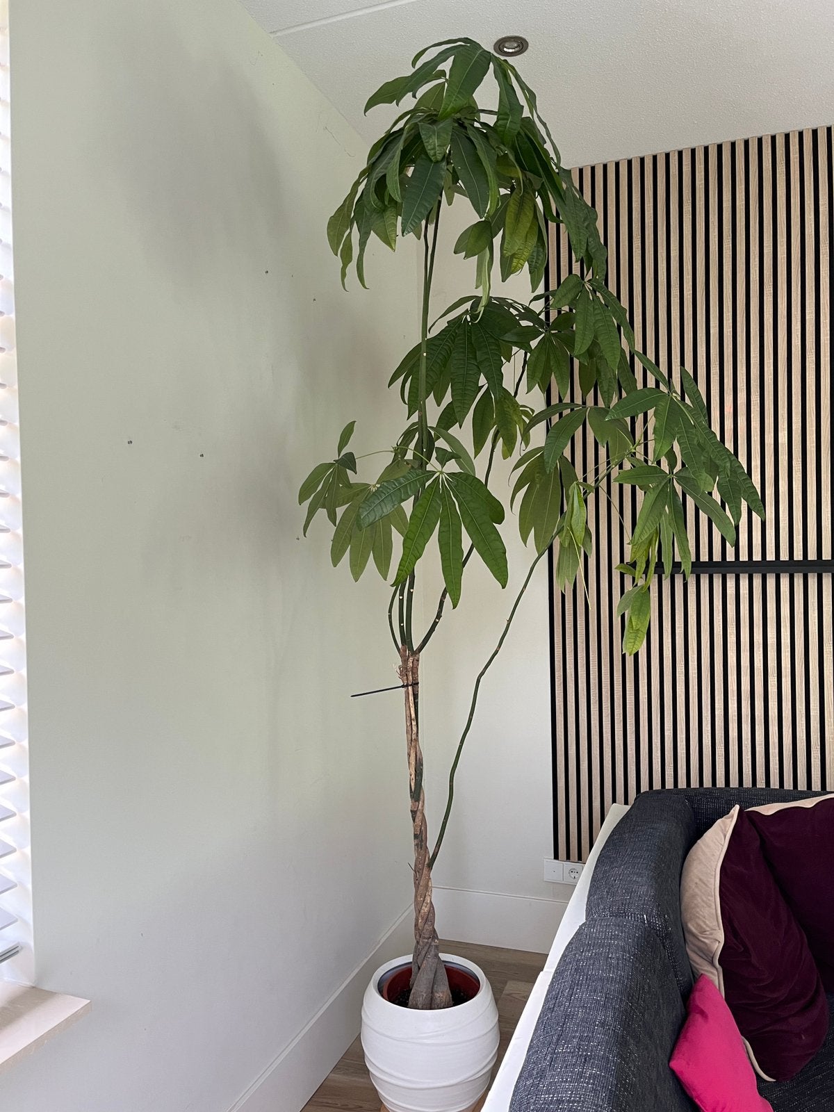 Grote kamerplant incl pot, Ophalen, Volle zon, Overige soorten, 100 tot 250 cm