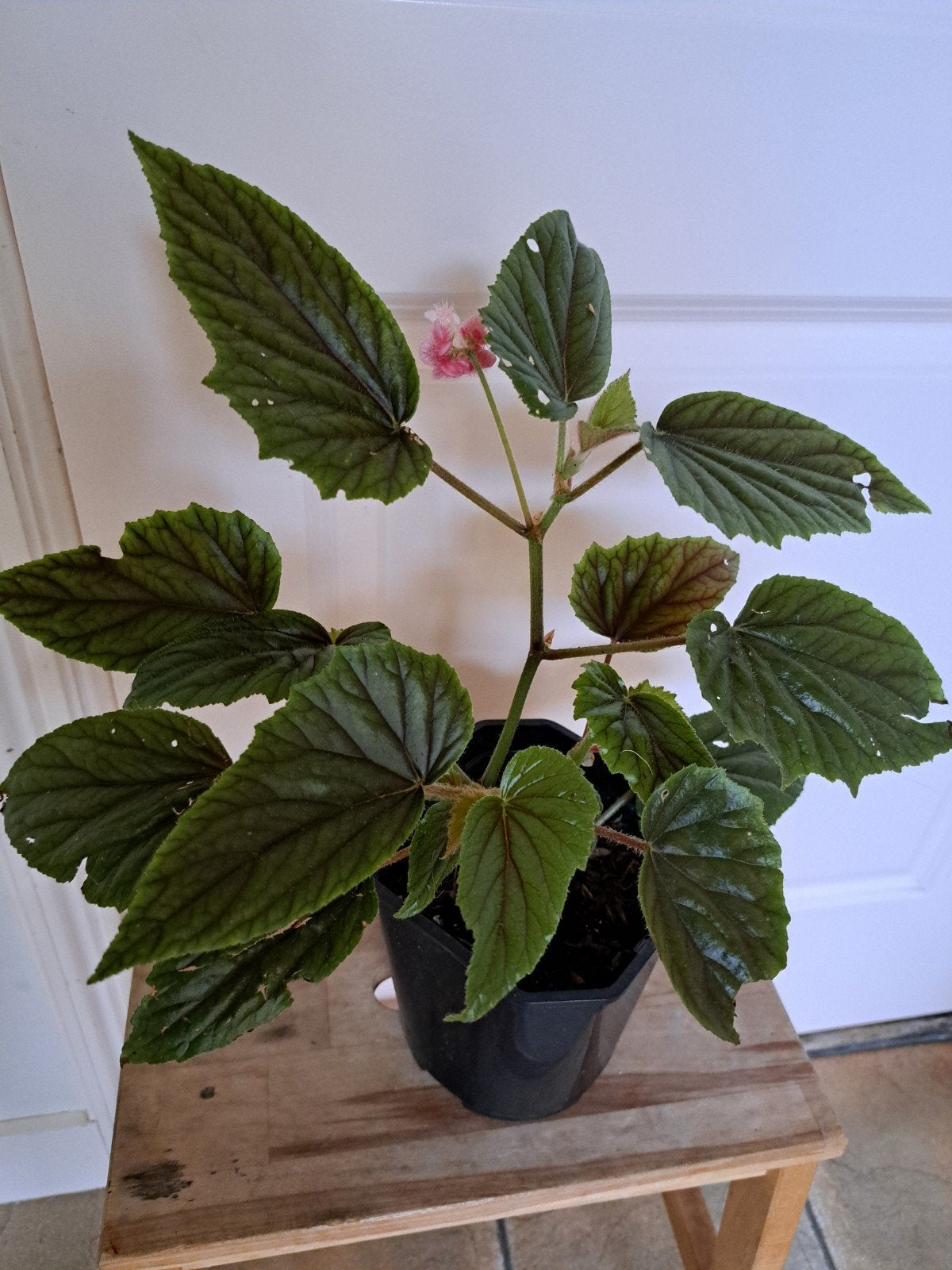mooie begonia, Ophalen, Halfschaduw, Minder dan 100 cm