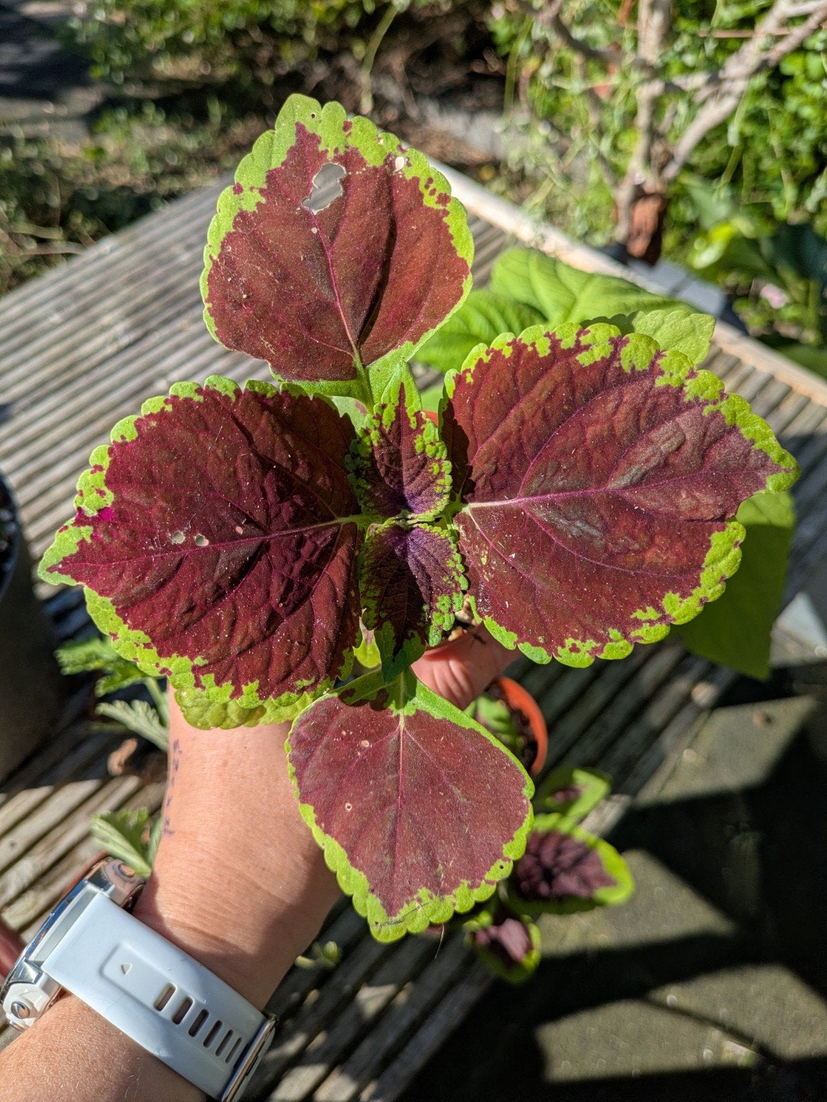 Diverse Coleus / siernetels, Ophalen of Verzenden, Halfschaduw, Minder dan 100 cm