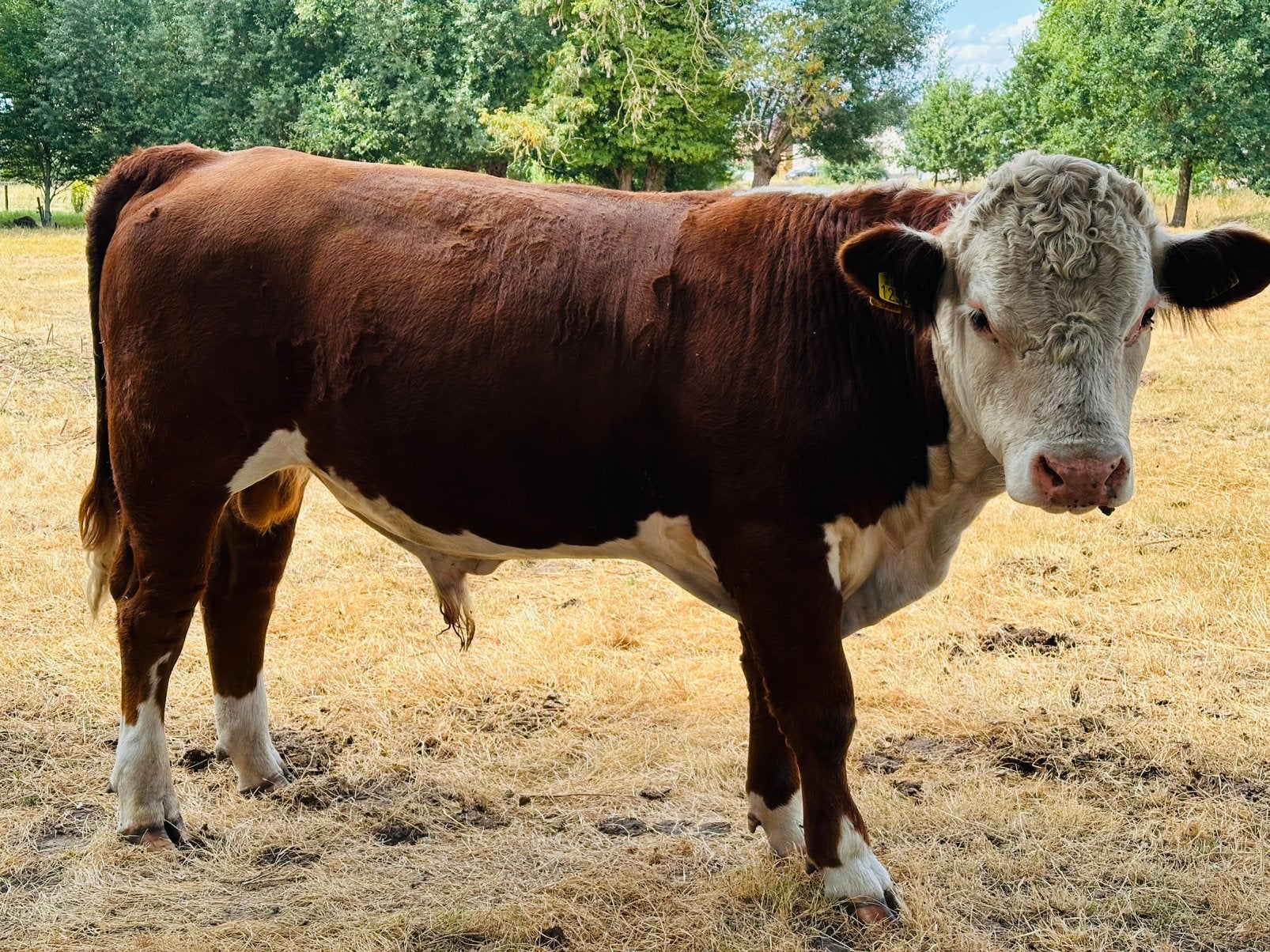Hereford stamboek stier., Dieren en Toebehoren, Runderen, Mannelijk