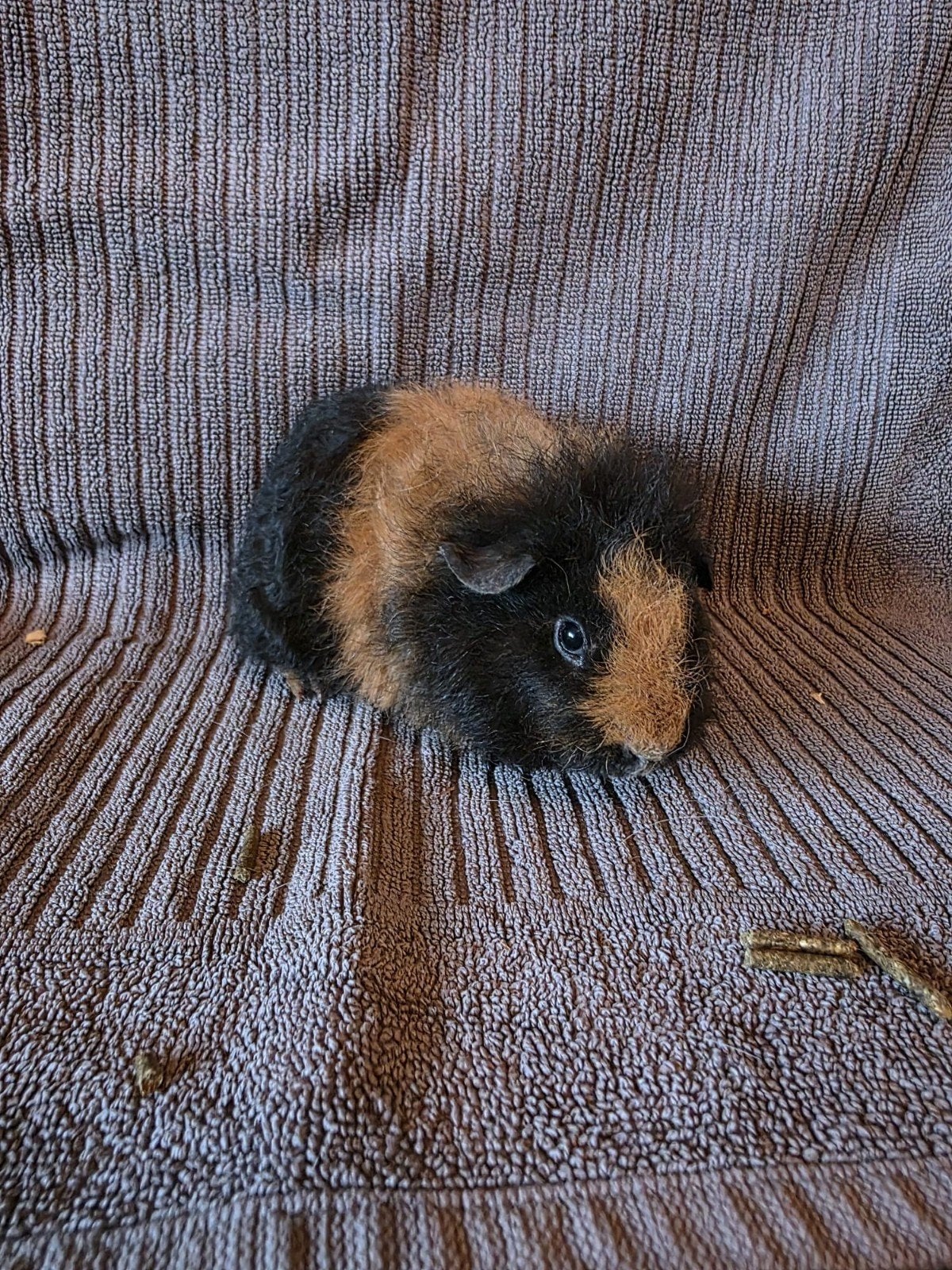 Cavia Zeugje jul 2026, Dieren en Toebehoren, Cavia, Juli, Vrouwelijk, Tam