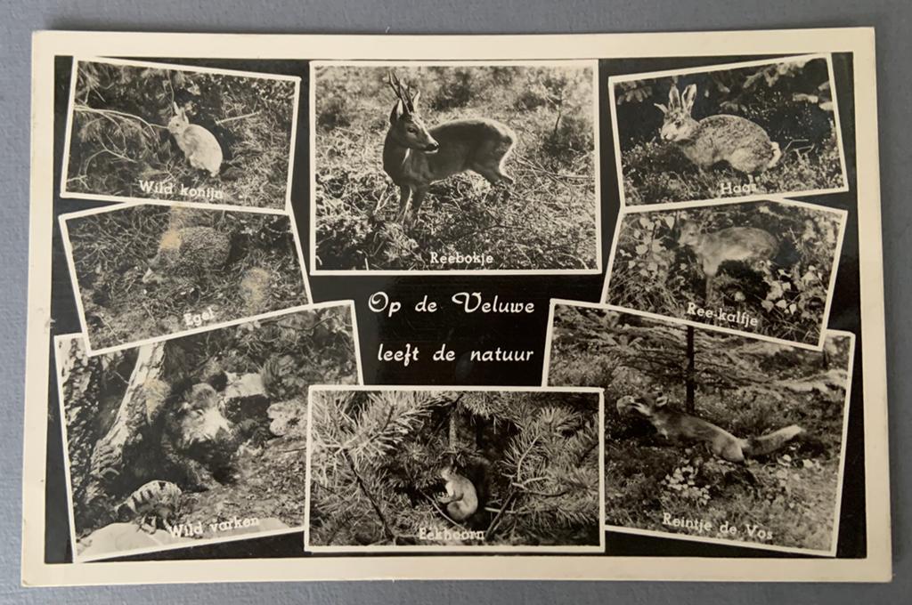 Op de Veluwe leeft de natuur', Verzenden, 1940 tot 1960, Gelopen, Gelderland