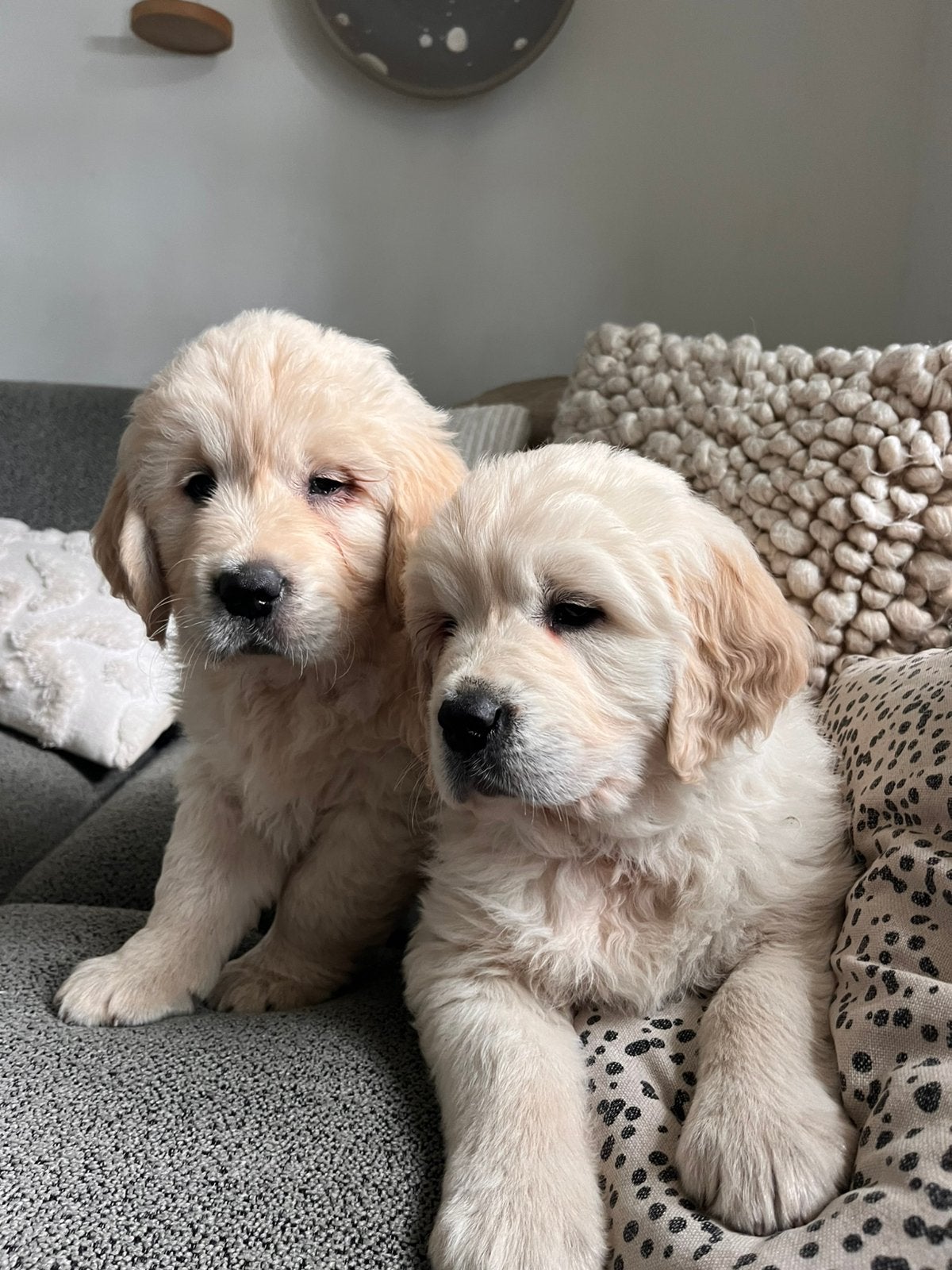 Golden retriever pups 🩵Let op zie uitleg vraagprijs!, Golden retriever, Parvo, 8 tot 15 weken, Meerdere