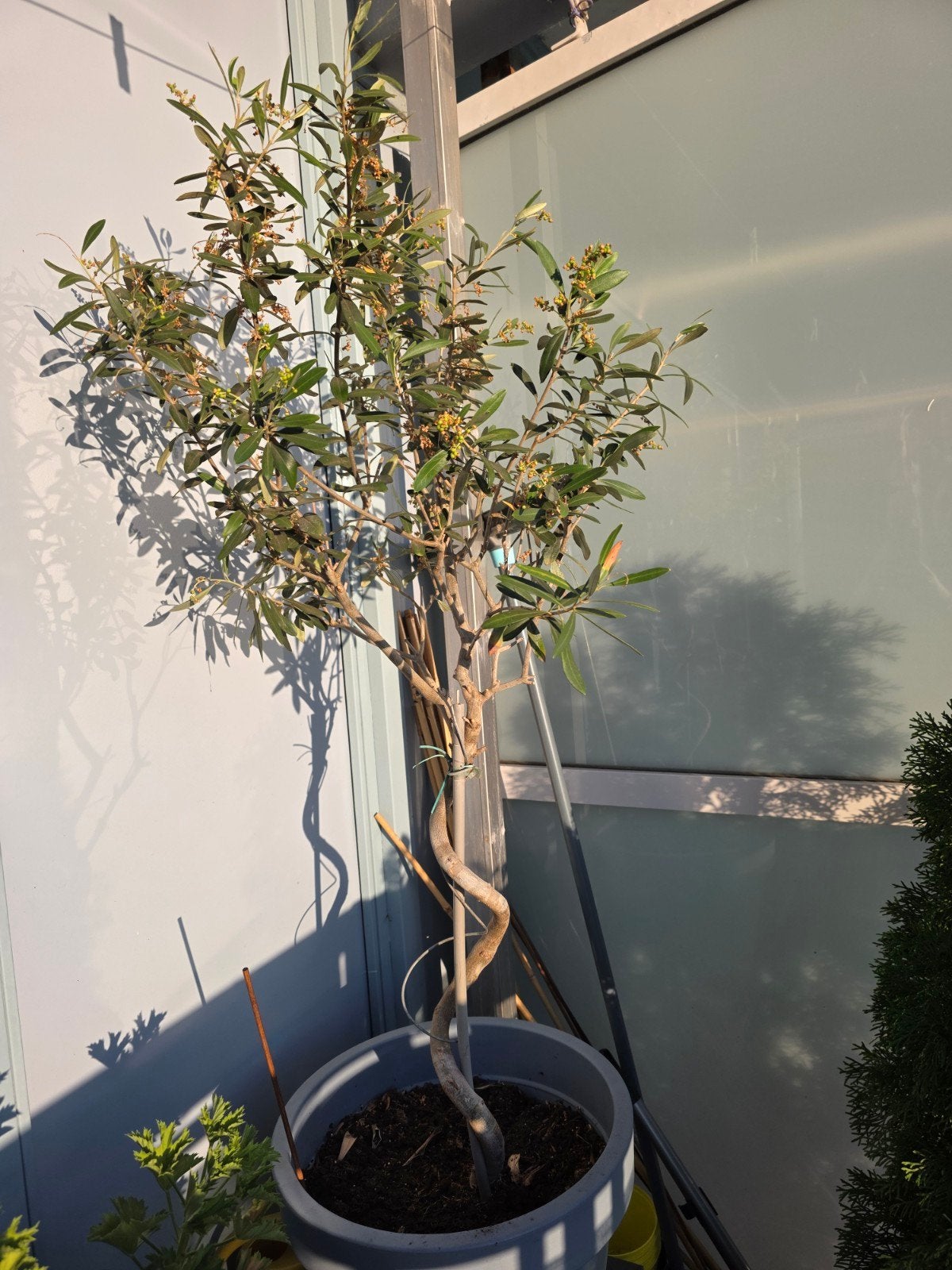 Mooie olijfboom met pot te koop, Ophalen, Vaste plant