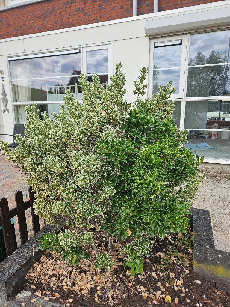 3 boompjes, Tuin en Terras, Planten | Bomen, Ophalen, Halfschaduw, Overige soorten, 100 tot 250 cm