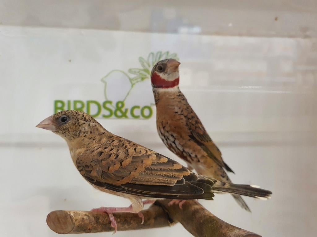 Bandvinken koppels beschikbaar, Dieren en Toebehoren, Vogels | Overige Vogels, Meerdere dieren, Tropenvogel