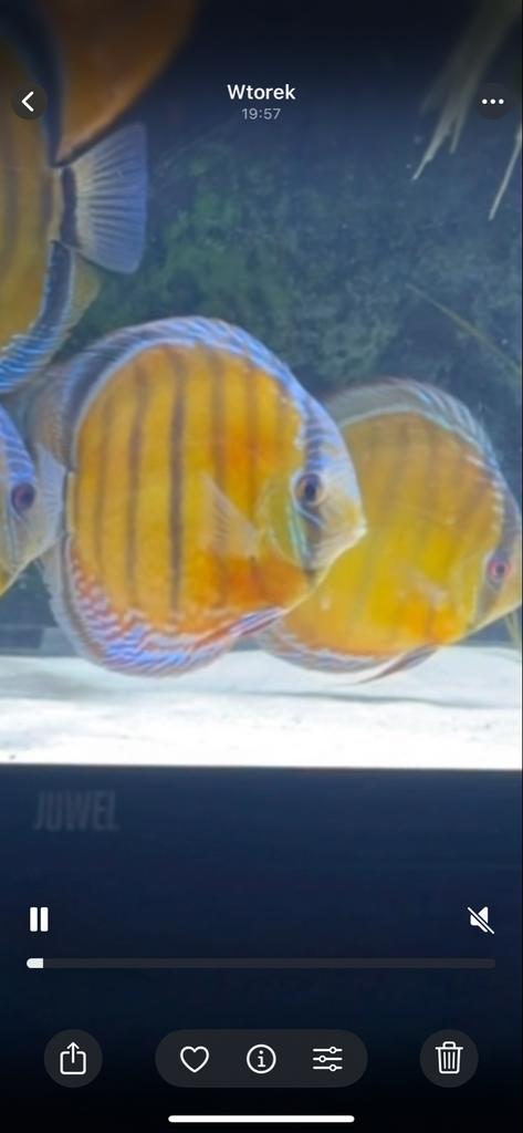 Wild discus, altum geselecteerde vis uit Thiago Nobre Manaus, Dieren en Toebehoren, Vissen | Aquariumvissen, Vis