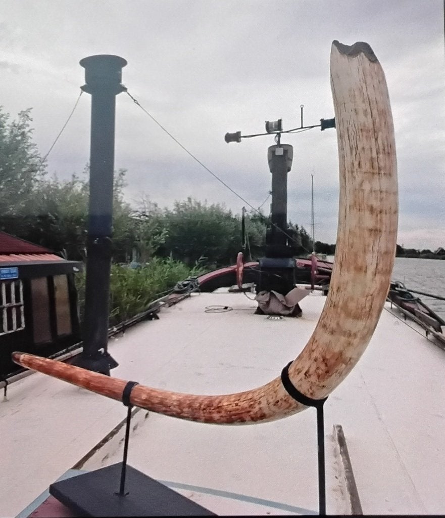 Mammoet slagtant van wolharige vrouwtjes mammoet, Ophalen, Fossiel