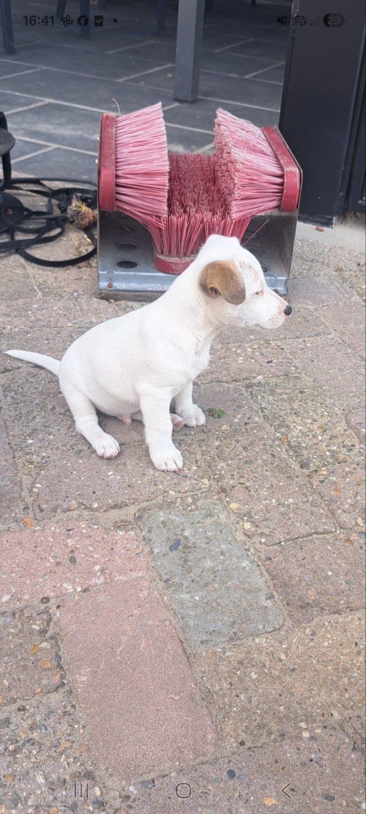 Hele mooie Jack-Russel pups, Parvo, 8 tot 15 weken, Meerdere, Meerdere dieren