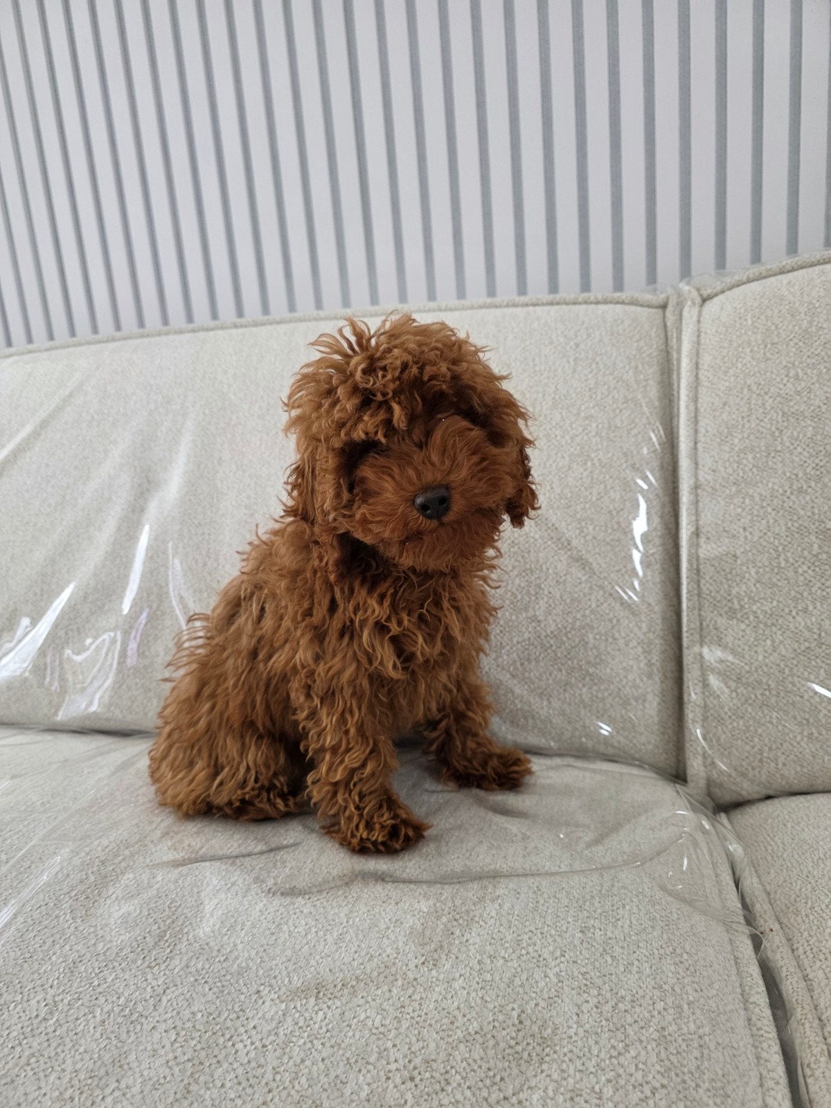 mini ToyPoedel van 6 maanden oud, Poedel, 15 weken tot 1 jaar, Teef, Eén hond