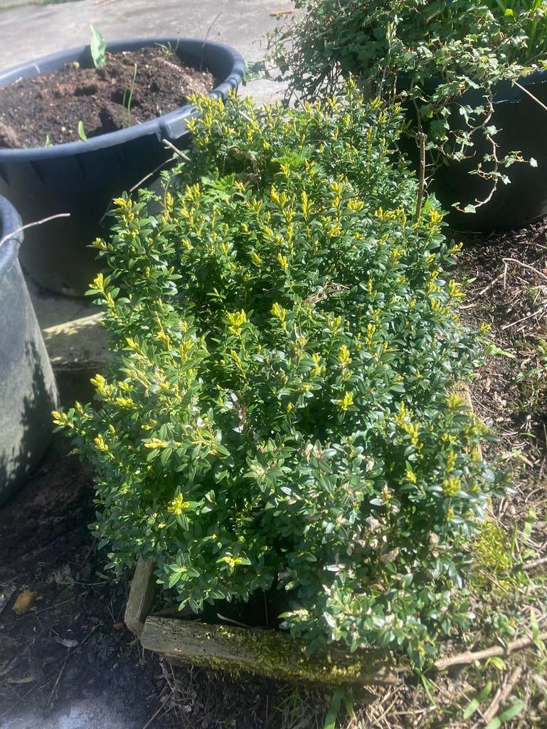 20 Buxus planten, Ophalen of Verzenden, Buxus, Minder dan 100 cm