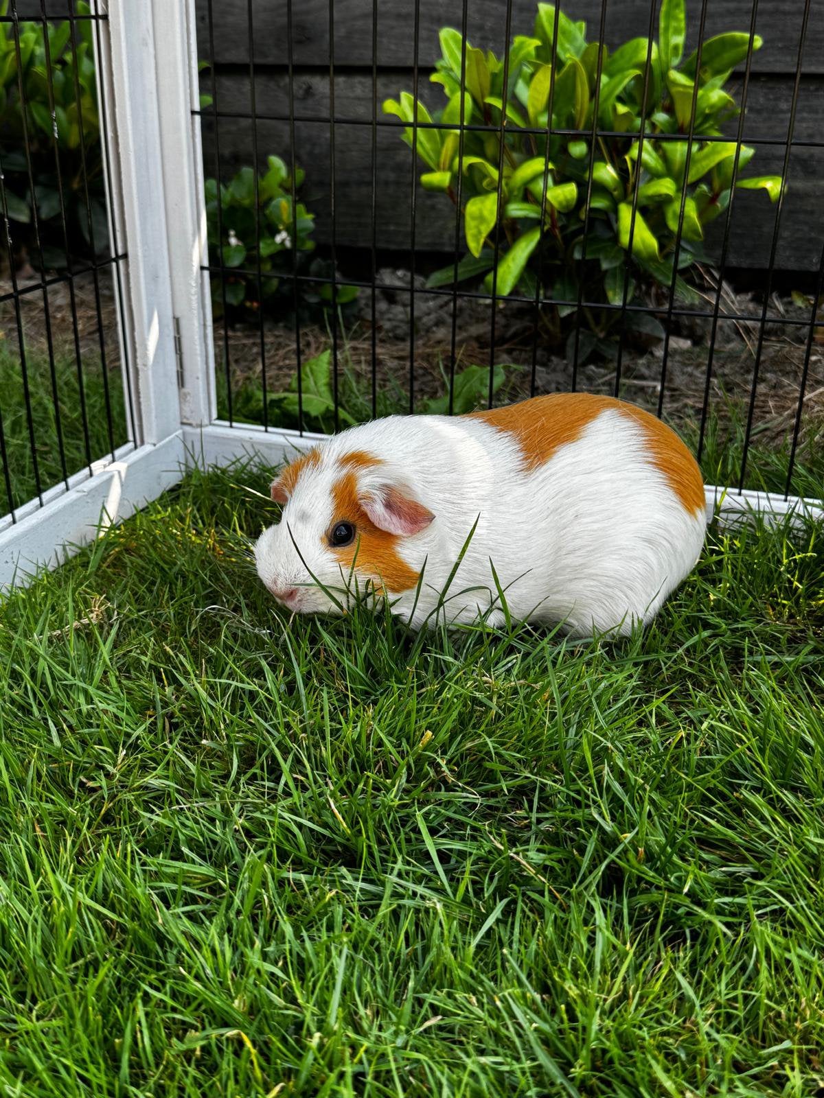Mooie gladhaar cavia’s te koop, Dieren en Toebehoren, Knaagdieren, Cavia, April, Vrouwelijk, Tam
