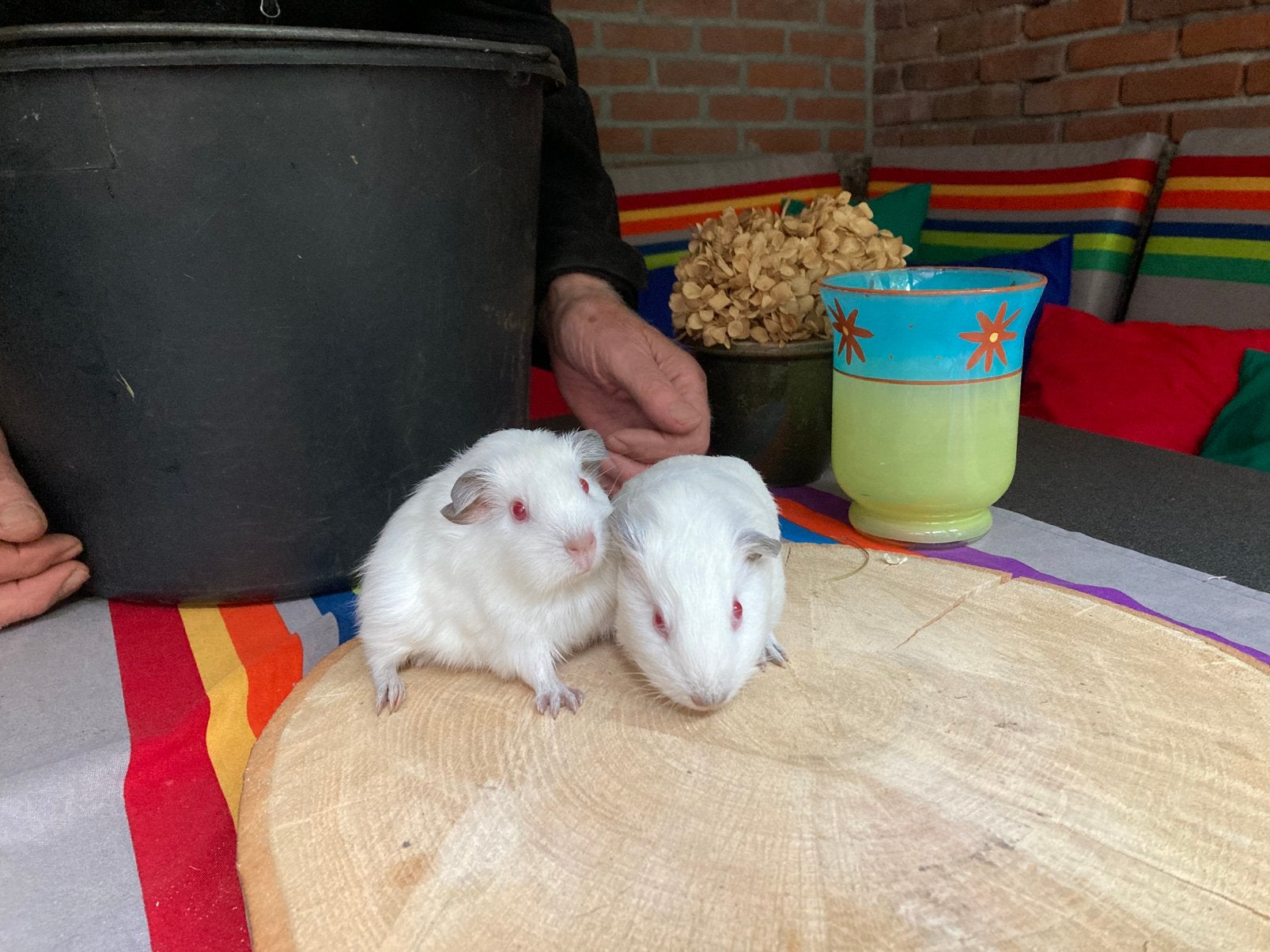 Cavia zeugjes wit met zwarte oren, Californiërs, Mei, Vrouwelijk, Cavia