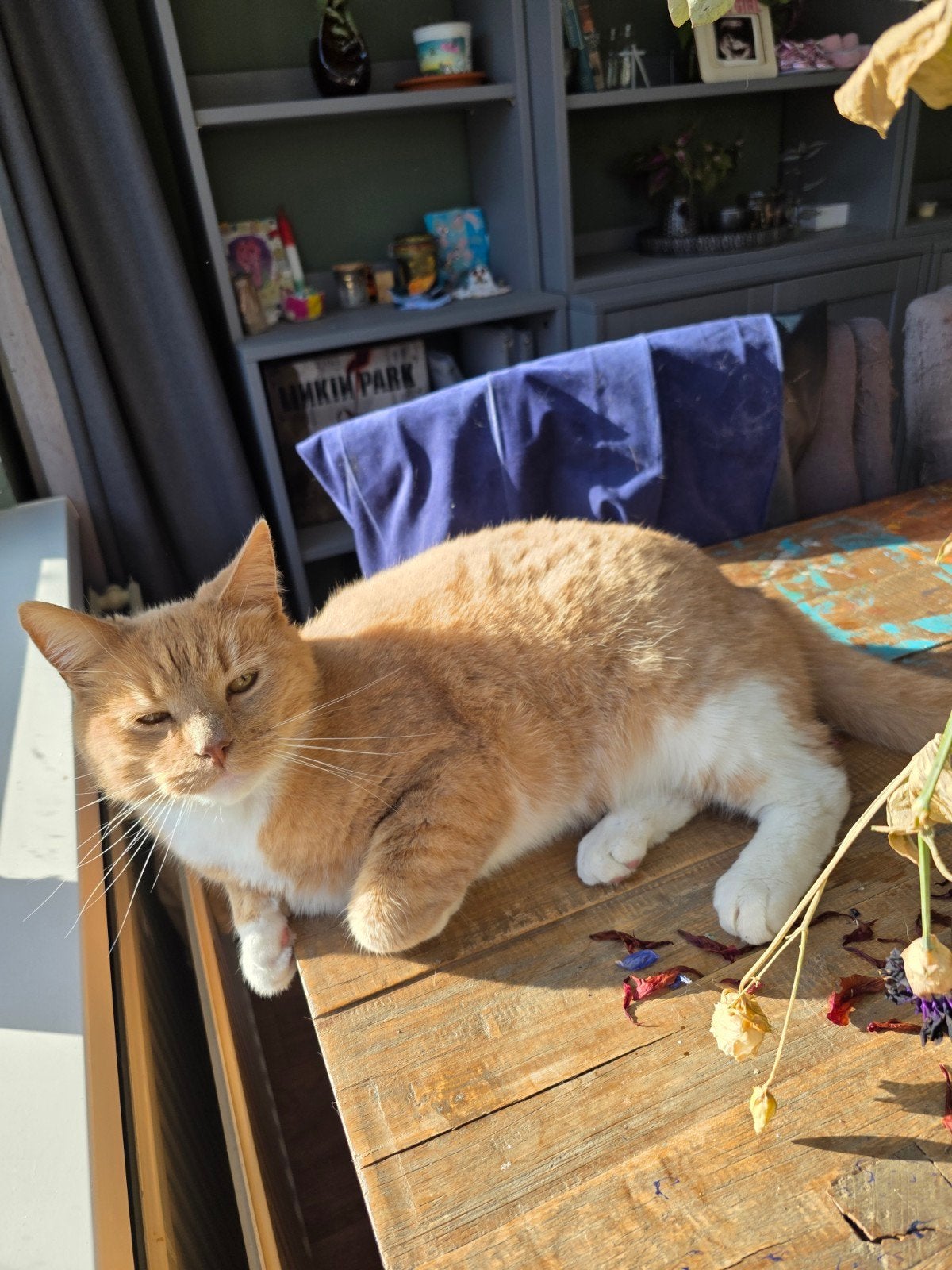 Roodharige kater, Kater