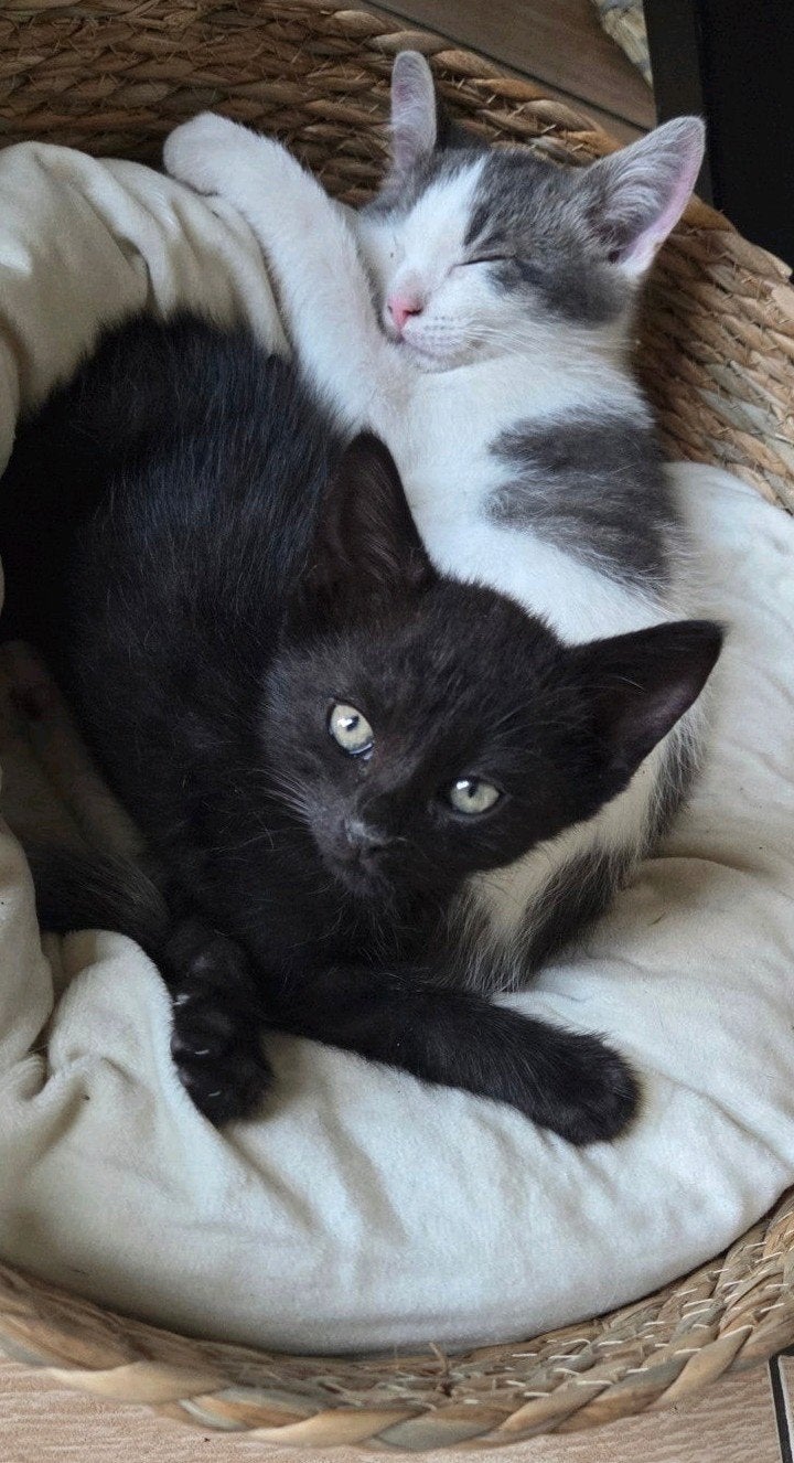 1 kitten  beschikbaar mag direct mee, Dieren en Toebehoren, Katten en Kittens | Overige Katten, Meerdere dieren, Kortharig, 0 tot 2 jaar
