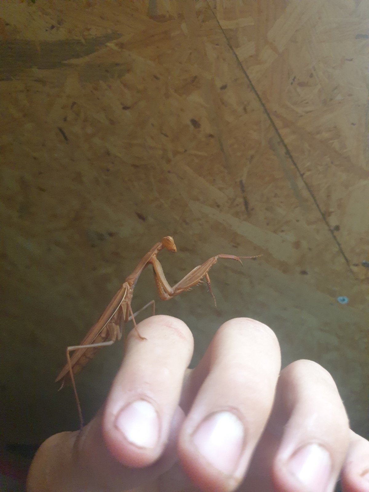 europese reuzen bidsprinkhaan / mantis religiosa op aanvraag