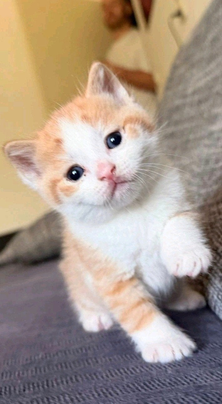 Kittens te koop, Meerdere dieren, Kortharig, 0 tot 2 jaar