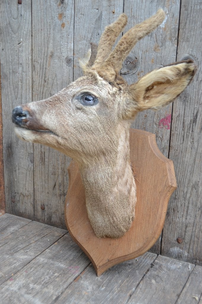Taxidermie, hert / ree #2 BLOSSOM BROCANTE, Verzamelen, Ophalen of Verzenden, Vogel, Opgezet dier