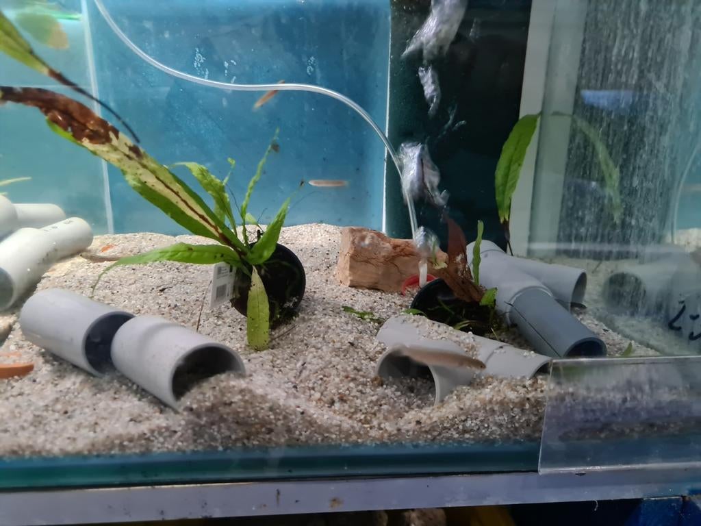Channa Andrao, slangenkopvis, Dieren en Toebehoren, Vissen | Aquariumvissen, Vis, Zoetwatervis