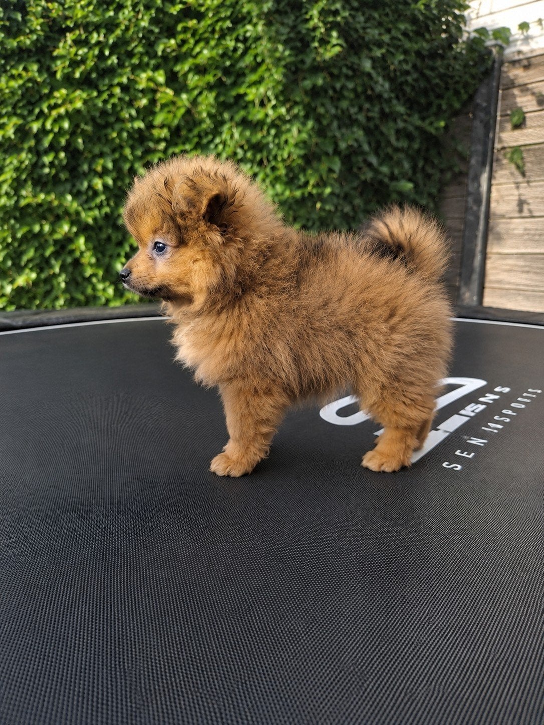 Prachtige  pomeriaan pups, Dieren en Toebehoren, Honden | Chihuahua's en Gezelschapshonden, Parvo, Overige rassen, 8 tot 15 weken