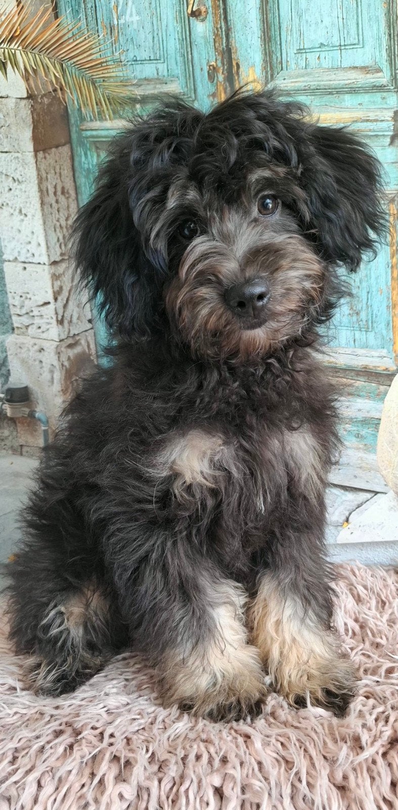 Super leuke, klein blijvend doodle pupje (pomapoo), Parvo, Overige rassen, 8 tot 15 weken, Meerdere