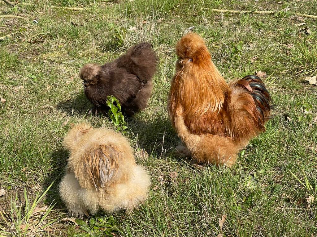 USA broedeieren - buff - choco, Dieren en Toebehoren, Pluimvee, Kip, Vrouwelijk