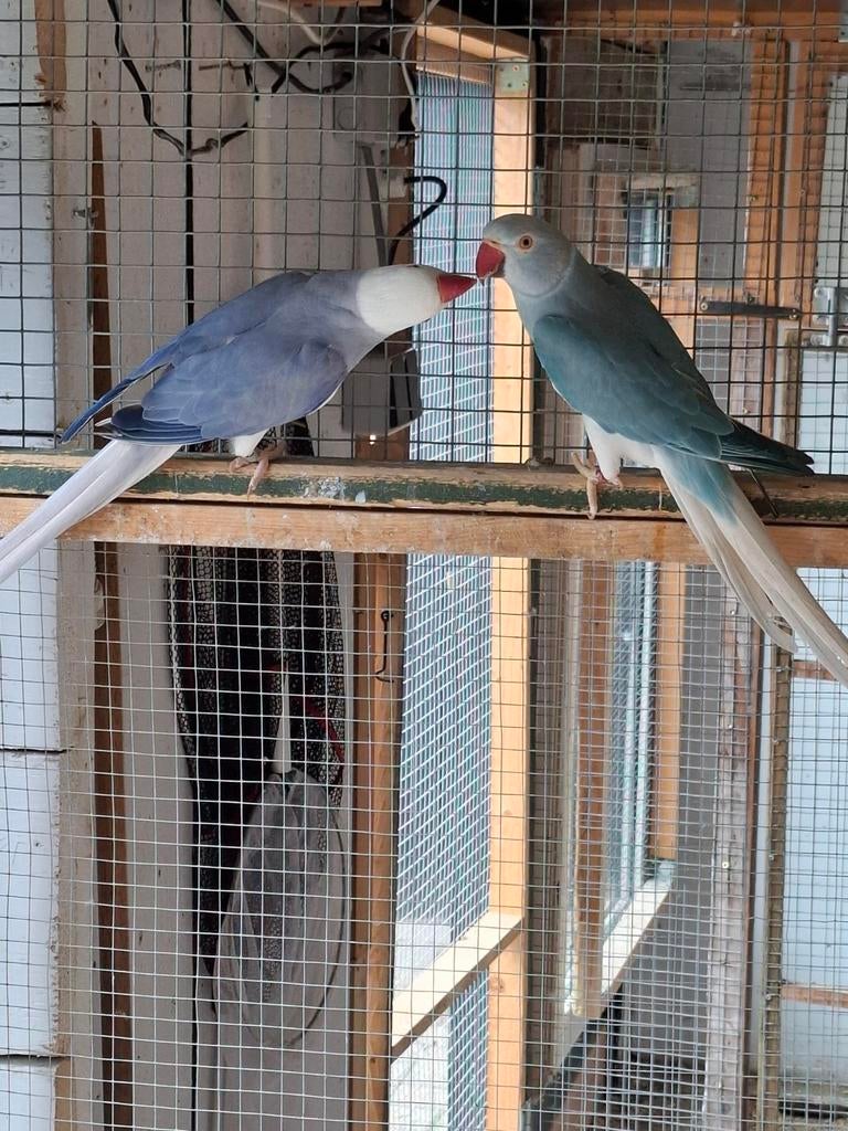 Halsbandparkieten, Dieren en Toebehoren, Meerdere dieren, Parkiet