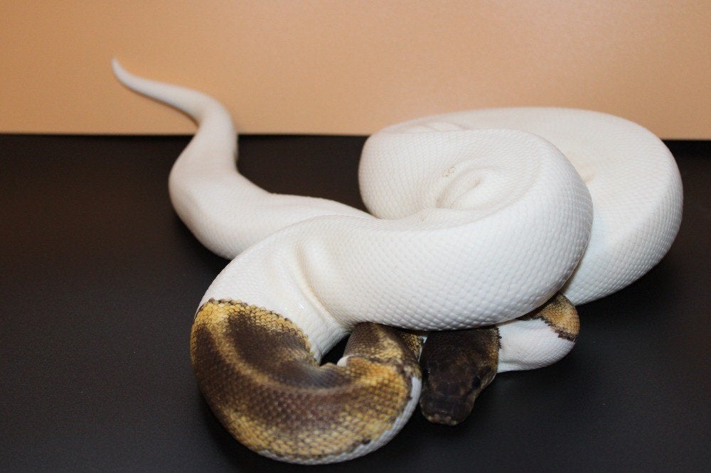 Spécial GHI Piebald PH Clown/ / Ball Python/ Regius python Ball Python - male for sale from MysticEliteMorphsNL