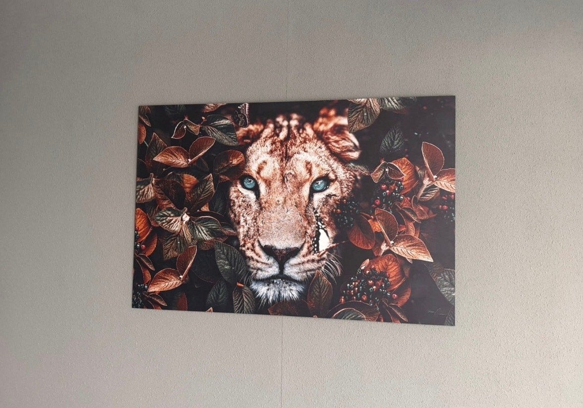 Leeuw schilderij op Dibond - 80 x 120 cm, Nieuw, Ophalen of Verzenden, Schilderij, 100 tot 125 cm