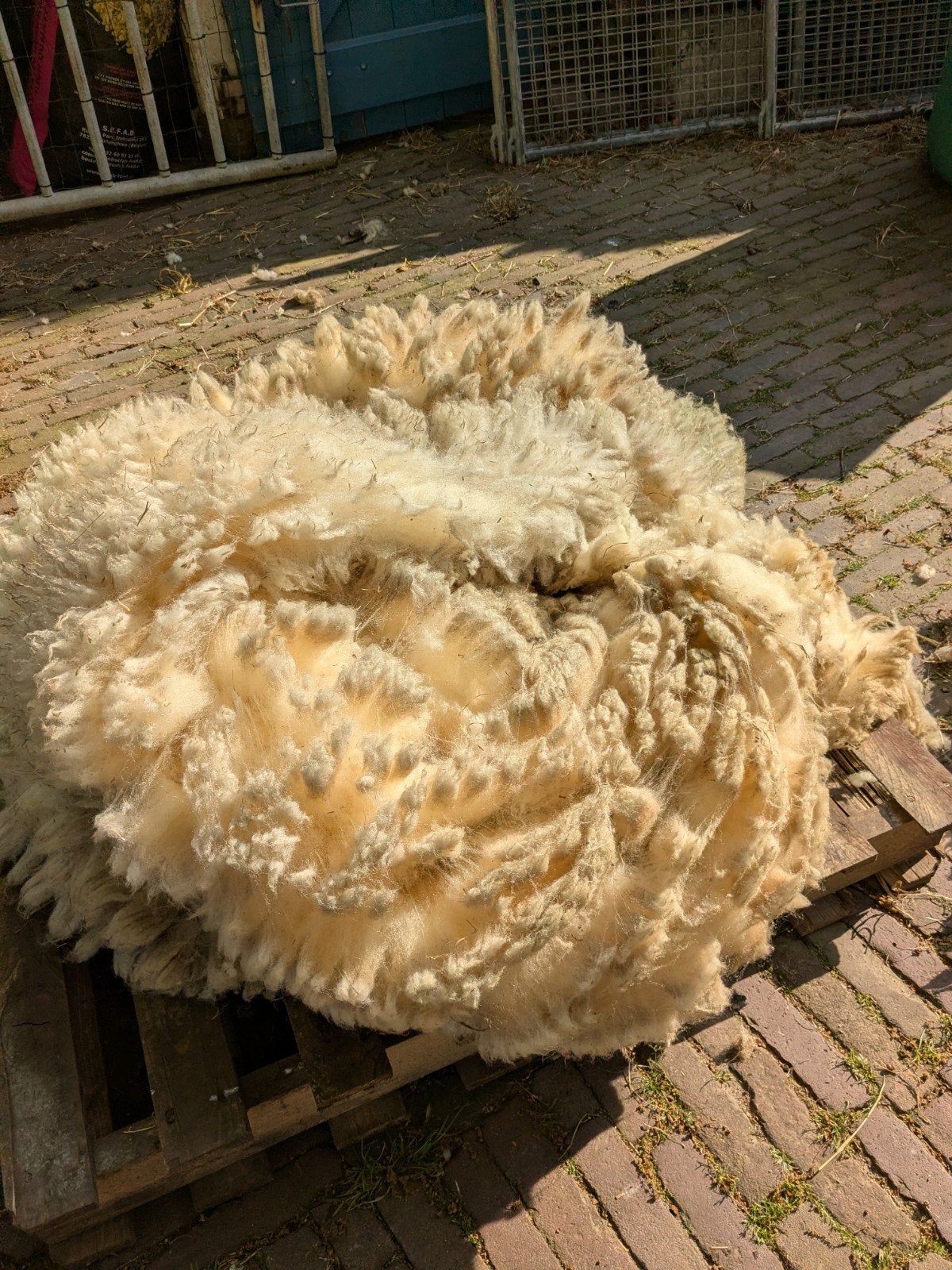 Te koop: Witte Texelaar schapenwol, Meerdere dieren, Schaap